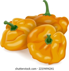 Grupo de pimientos bonnet de whisky amarillo. Capsicum chinense. Pimienta picante. Verduras ecológicas frescas. Ilustración vectorial aislada en fondo blanco.