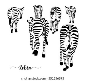 Group of zebras, pose from the back. Striped black and white. Vector illustration isolated  on white background.