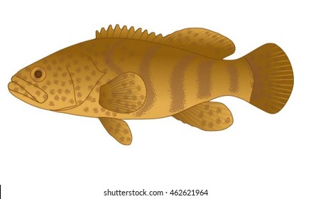 Grouper Fish Side View