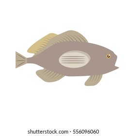 grouper fish side view sea life vector illustration eps 10