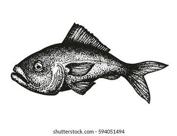 Grouper Fish Sketch Vector