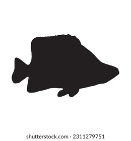 Grouper Silhouette Isolated on White Background. Vector Illustration