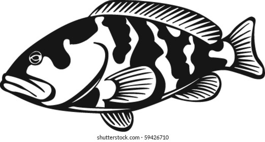 Grouper Vector Illustration