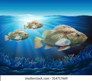 Groupers swimming in the ocean illustration