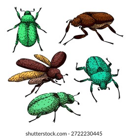 Agrupamento de diferentes besouros, incluindo insetos escaravelhos com exoesqueletos verdes e marrons, mostrando ilustrações desenhadas à mão detalhadas adequadas para conceitos de biodiversidade, natureza ou entomologia