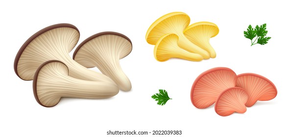 Groups of fresh oyster mushrooms different colors (yellow, pink and brown (black)), green leaves of parsley isolated on white background. 