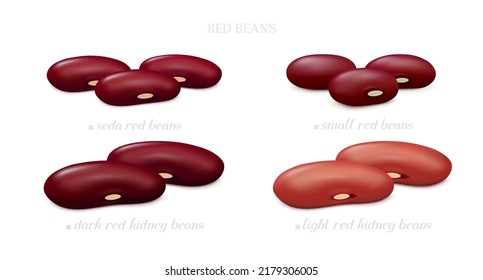 Groups of red beans (Seda, small, dark and light kidney) isolated on white background. Side view. Realistic vector illustration.