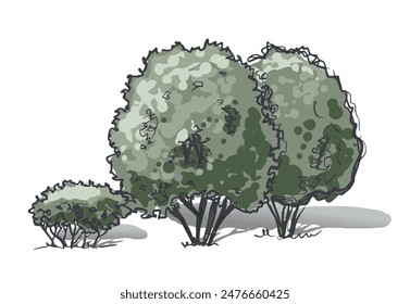 Groups of trees sketch in color. Hand drawing. isolated on white background vector.