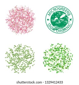 Groups of young sprouts  on a white background. Raw sprouts, microgreens, healthy eating concept. Vector illustration