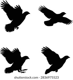 Grouse bird vector silhouette set displaying four dynamic flying and taking off postures isolated on white background.