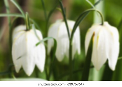 Grouse chess. Blurred vector background.