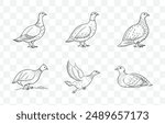 Grouse Line Art Vector Set Detailed Illustrations of Grouse Birds in Elegant Line Art Style