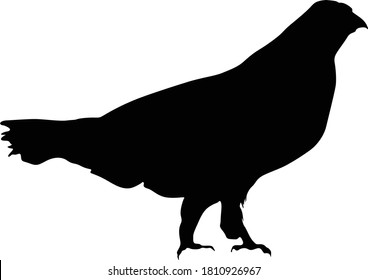 Grouse (Tetraoninae) Standing On A Side View Silhouette Found In Map Of Europe