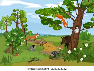 Grove biotope with different animals (mammals, birds, insects) and plants in their natural habitat. Ecosystem of forest