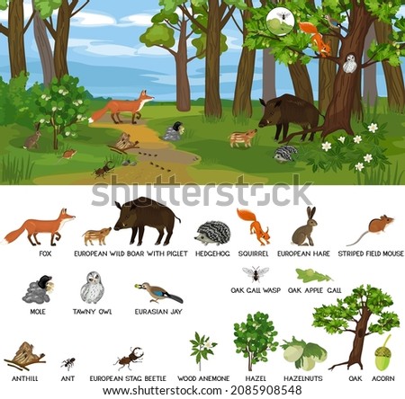 Grove biotope with different animals (mammals, birds, insects) and plants in their natural habitat. Ecosystem of forest