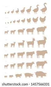 Grow up animal set. Farm stages of growth set. Breeding husbandry production. Animation progression. Cow and bull, duck and chicken. Sheep and pig. Flat vector silhouette.