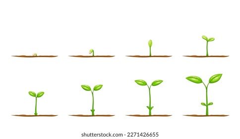 Cultivar plantas a partir de semillas. Los brotes vectoriales de la tala de árboles de jardín o de la plántula de cultivo agrícola con hojas verdes y suelo. Etapas de crecimiento de flores, vegetales o árboles, etapas de crecimiento o ciclo de vida