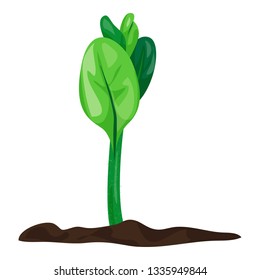 Grow soybean plant icon. Cartoon of grow soybean plant vector icon for web design isolated on white background