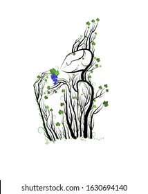 grow wine concept, human with looks like grape branches on the white background, grape with love and care concept,  eco wine idea vector