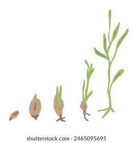 Grow your own growing plant infographic flat design plants from seed