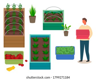 Grower man holding empty plastic box, fresh tomatoes and cucumbers in boxes, agricultural occupation, containers with growing eco vegetables and fruits, agronomy, farming, ecological organic food