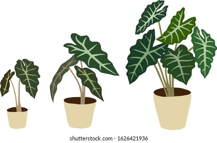 Growing an alocasia plant. Vector illustration.