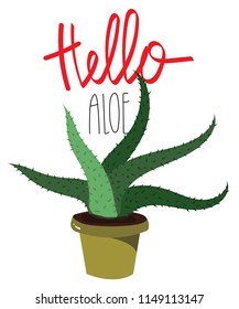 
Growing aloe says hello 