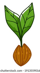 Growing avocado from seed giving leaves. Isolated icon of process of production of vegetable. Seedling and cultivation of plant. Agriculture and gardening, growth of veggie, vector in flat style