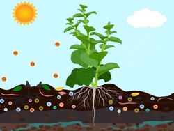 Growing Basella Alba In The Soil.