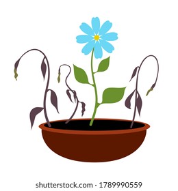  Growing blooming blue flower and dead fading plants in pot. Flat design. Vector illustration.