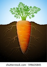 Growing of carrot tuber in ground. Raw carrot with leaves and roots underground. Vector illustration