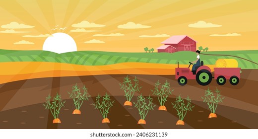 Growing carrots and farmer with tractor at farm