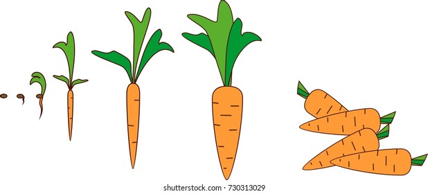 Growing carrots from seed