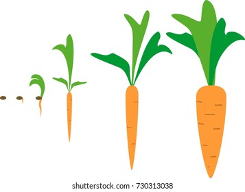 Growing carrots from seed