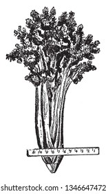 A growing celery plant needs a lot of water and the roots are trimmed into tapering cubes, vintage line drawing or engraving illustration.