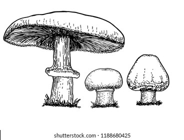 Growing champignons. sketch. Hand drawn sketch style champignon mushroom composition set. Vector farm fresh food collection isolated on white background.