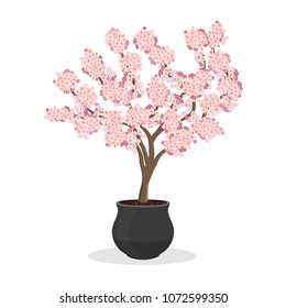 Growing cherries in a container. Small Cherry tree in bloom. Dwarf fruit tree growing in the flower pot. Japanese sakura blooming. Isolated on white. Garden illustration.