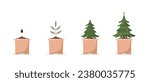 Growing Christmas tree in pot. Festive green spruce grown from seeds in container. Stages of growth of fir. Eco friendly home decoration on white background. Vector illustration in flat cartoon style.