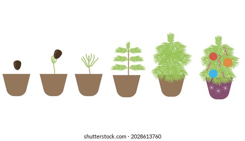 Growing a Christmas tree from seeds for the holiday of Christmas and New Year.