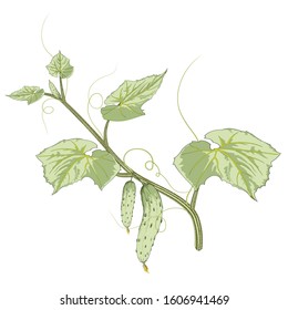 Growing cucumber, isolated on white background, vector illustration.