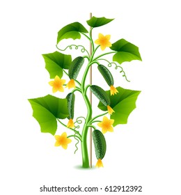 Growing cucumber plant isolated photo-realistic vector illustration