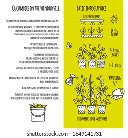 Growing cucumbers at home on a windowsill or balcony. Brief infographic. Vector isolated image in the Doodle style. For a poster, booklet, or card.