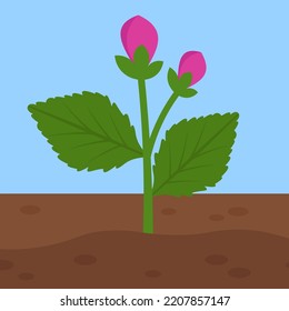 growing dahlia bush with buds