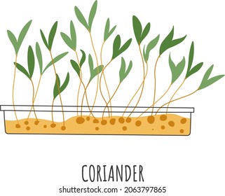 Growing ecological and tasty microgreen leaves and plants, potted flora with taste. Addition for dishes and salads, vegan and vegetarian food. Dieting and healthy nutrition. Vector in flat style