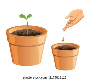 Growing flower Graphics best vectors collections