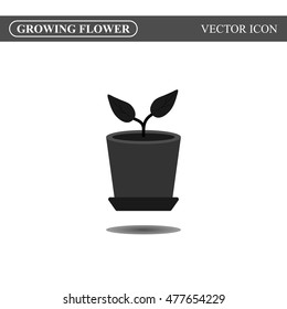 Growing flower icon concept