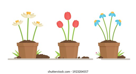 Growing flowers in flowerpots. Vector illustration of the gardener's work. Personal vegetable and flower garden.  