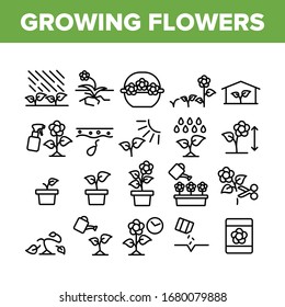 Growing Flowers Plants Collection Icons Set Vector. Growing Flowers In Greenhouse And Pot, Planting, Cultivating And Harvest Concept Linear Pictograms. Monochrome Contour Illustrations