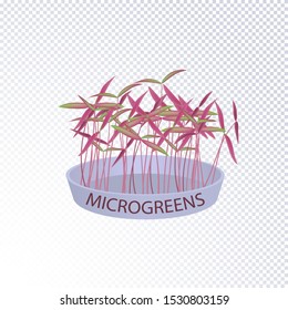 Growing fresh young shoots of young sprouts purple amaranth in a bowl with soil. Healthy food, vegan food. Vector illustration