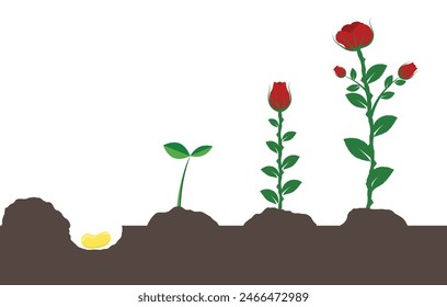 Growing Garden Rose Flower from Seed to Plant. Gardening and nature concept vector